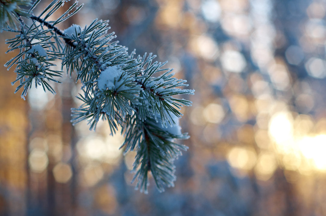 Winter Solstice: Embracing the Longest Night with Rituals of Renewal and Reflection