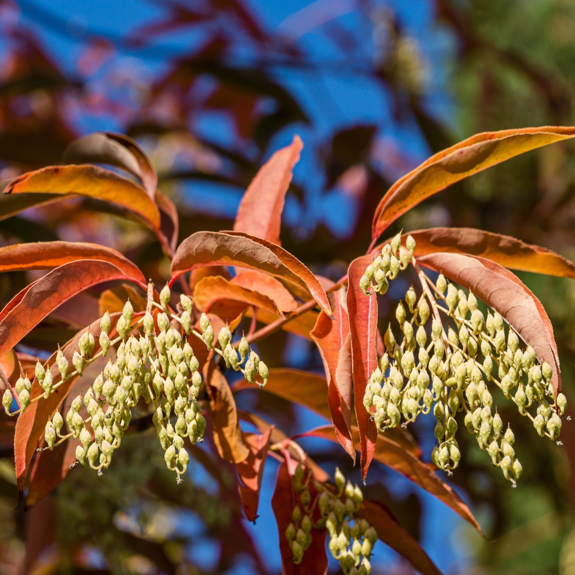 What Is the Sourwood Tree?