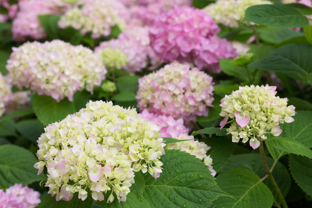 a closeup of a bush of pink and white hydrangea flowers