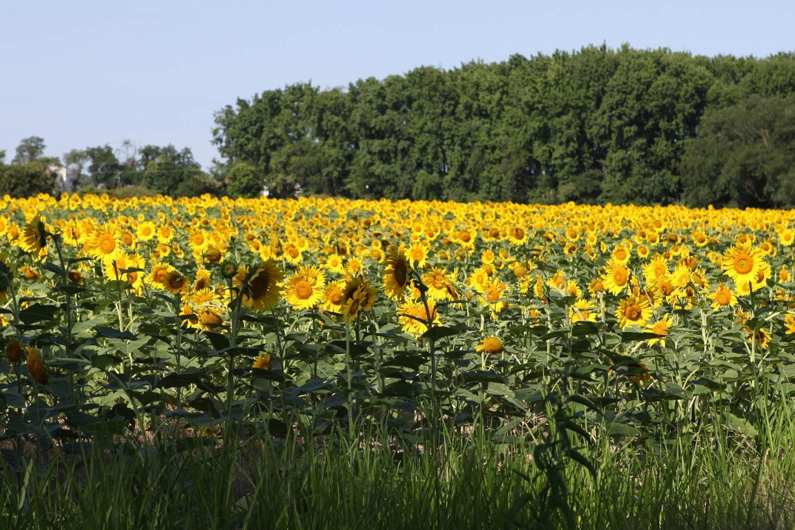 Farming for Bees