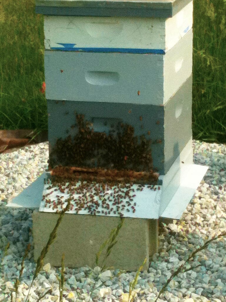 Visiting the Hives on Day 32