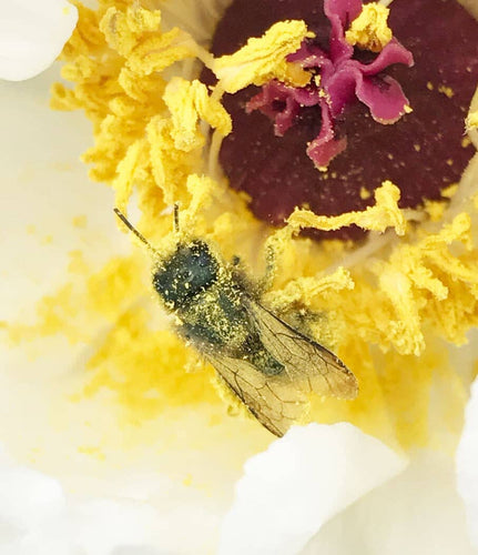 bee covered in pollen