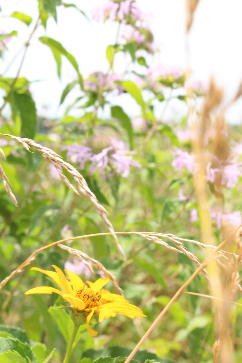 Eastern Shore Life | Part Three: Maryland Wildflowers