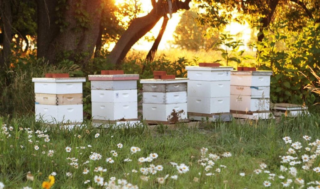 row of hives at sunrise