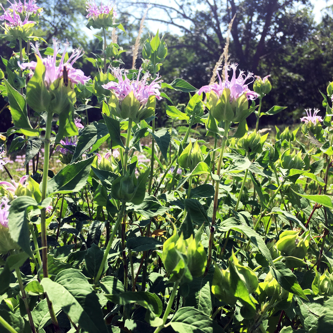 purple flowers with green stems in a field