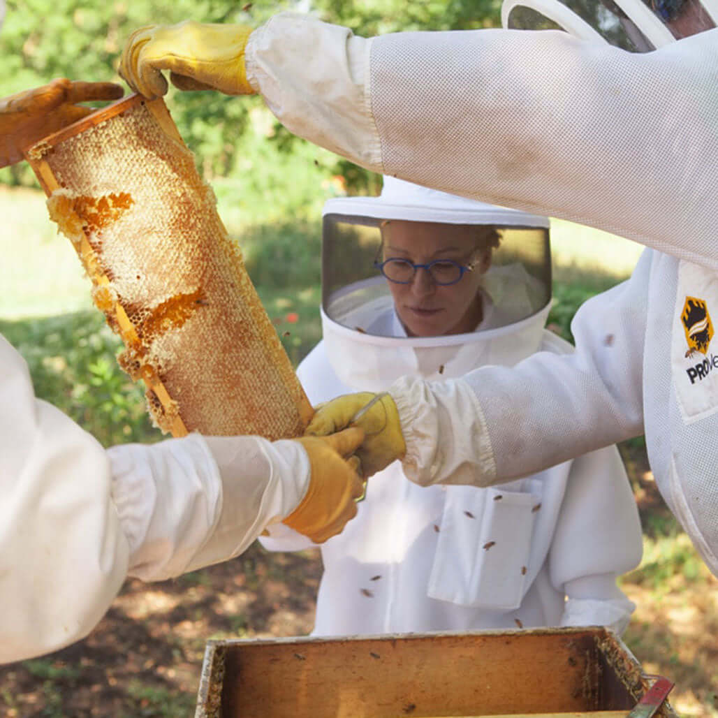 beekeepers harvesting honey