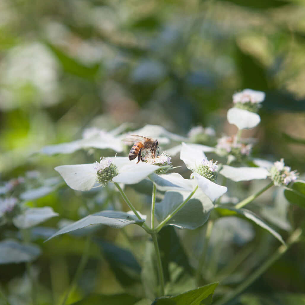 a bee on the blossom of a green plant