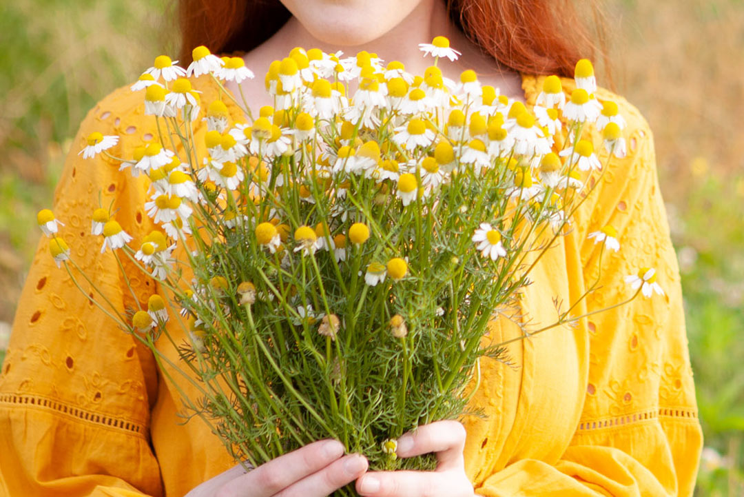 woman holding chamomile flowers