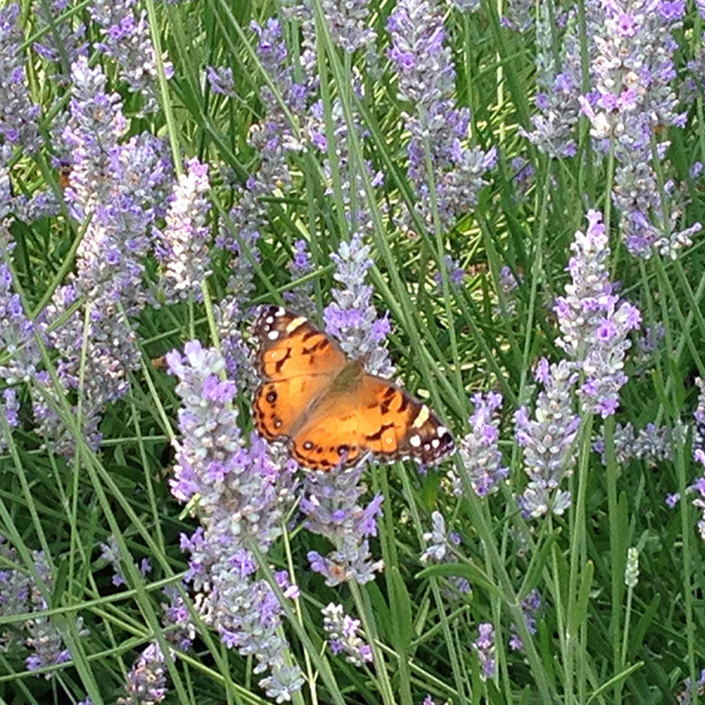 an orange butterfly with brown and white accents in a field of purple lavender