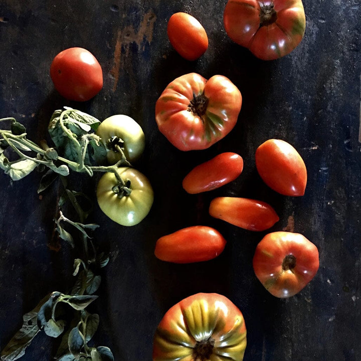 fresh picked tomato