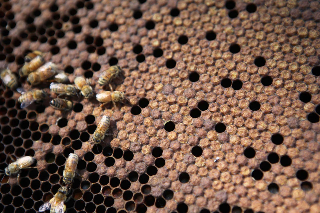 bees on a hive frame