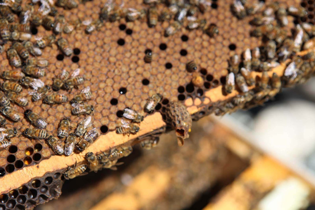 bees on a hive frame