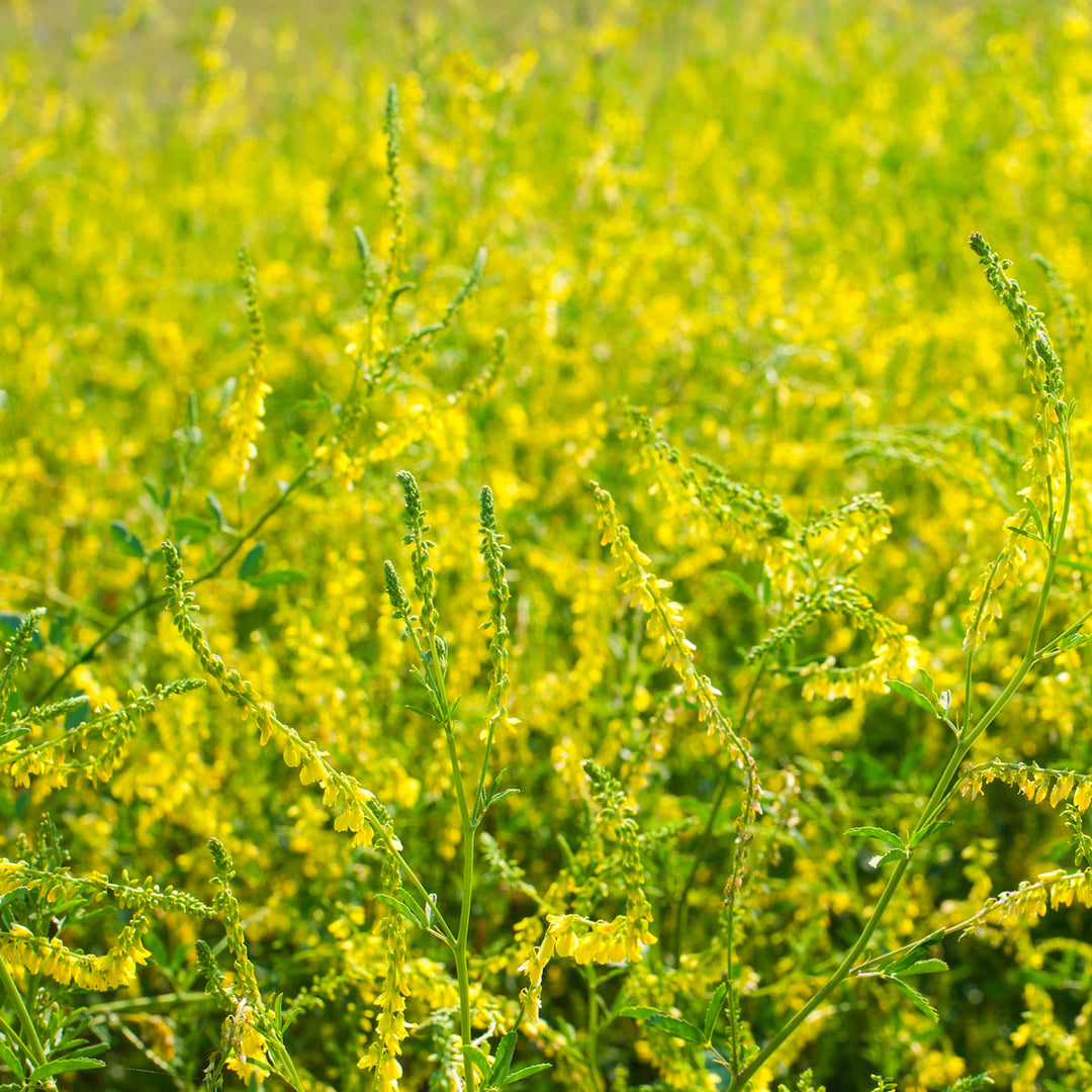 field of sweet clover flowers