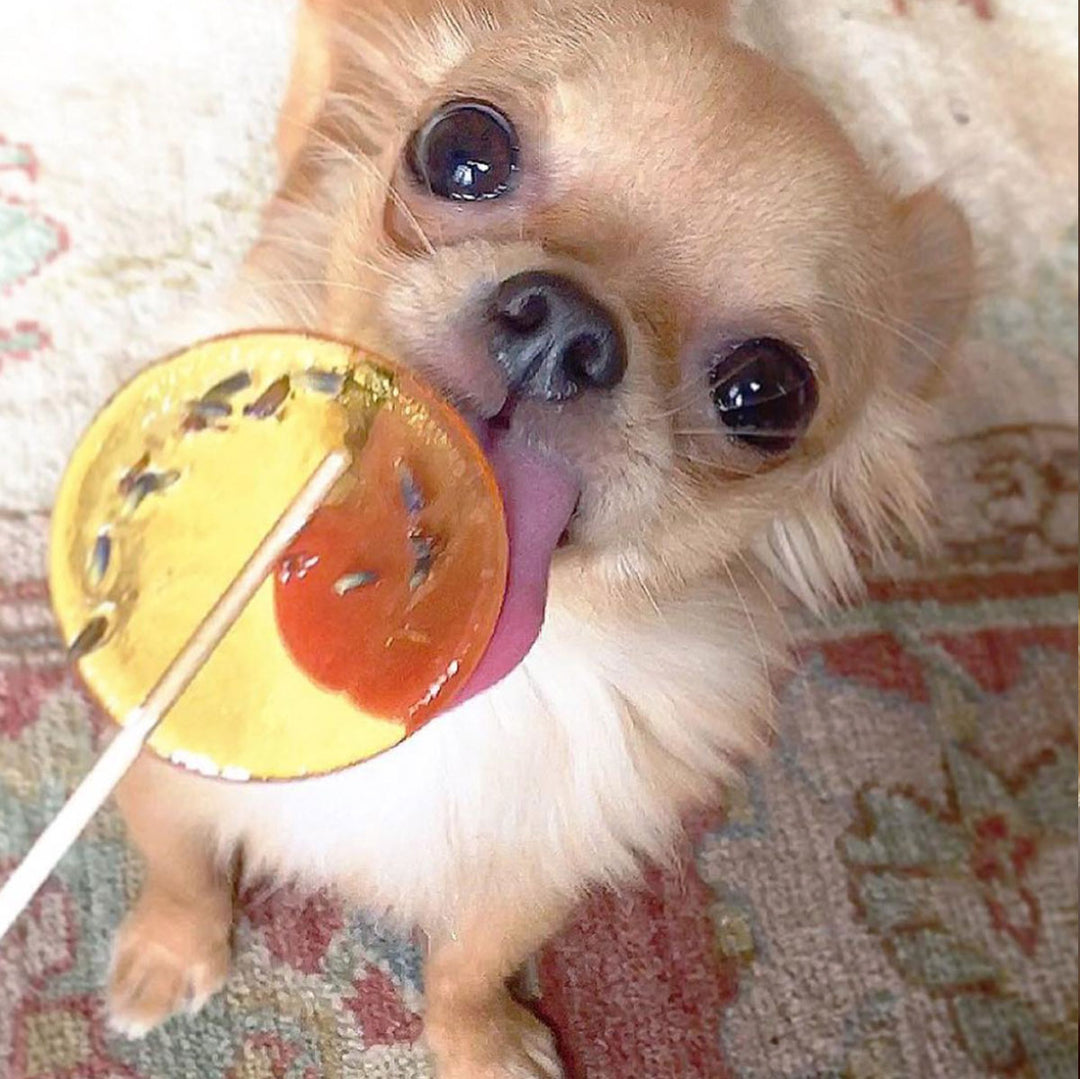 dog enjoying a lavender lollipop