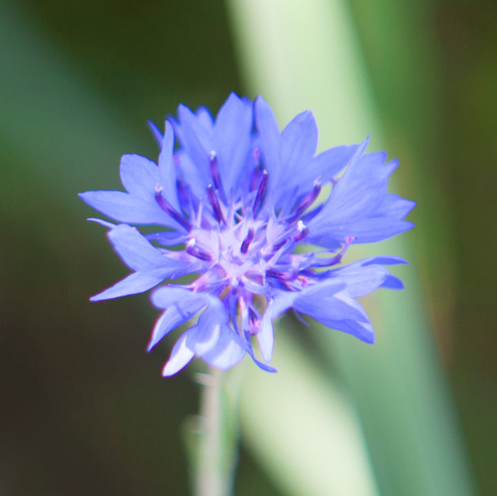 up close of a bachelor button wildflower