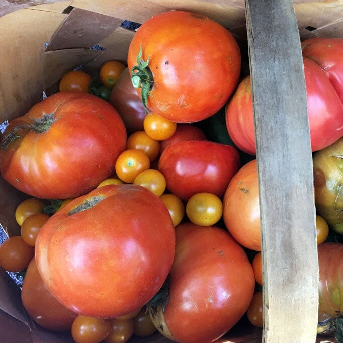 basket of fresh-picked tomatoes on the farm