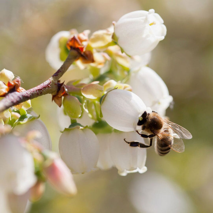 honeybee on blueberry blossom