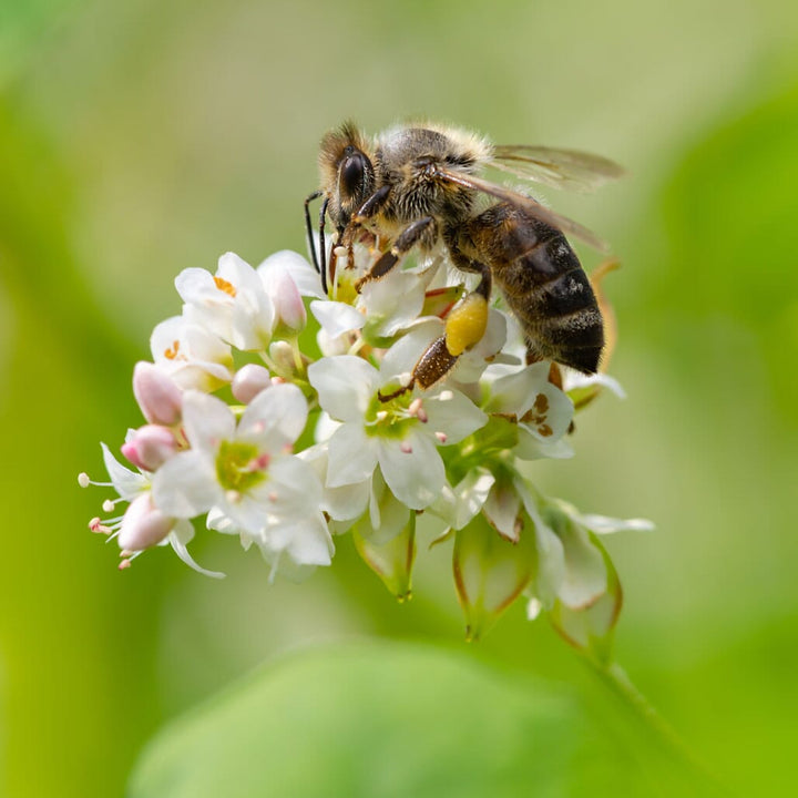 honey bee on buckwheat blossom