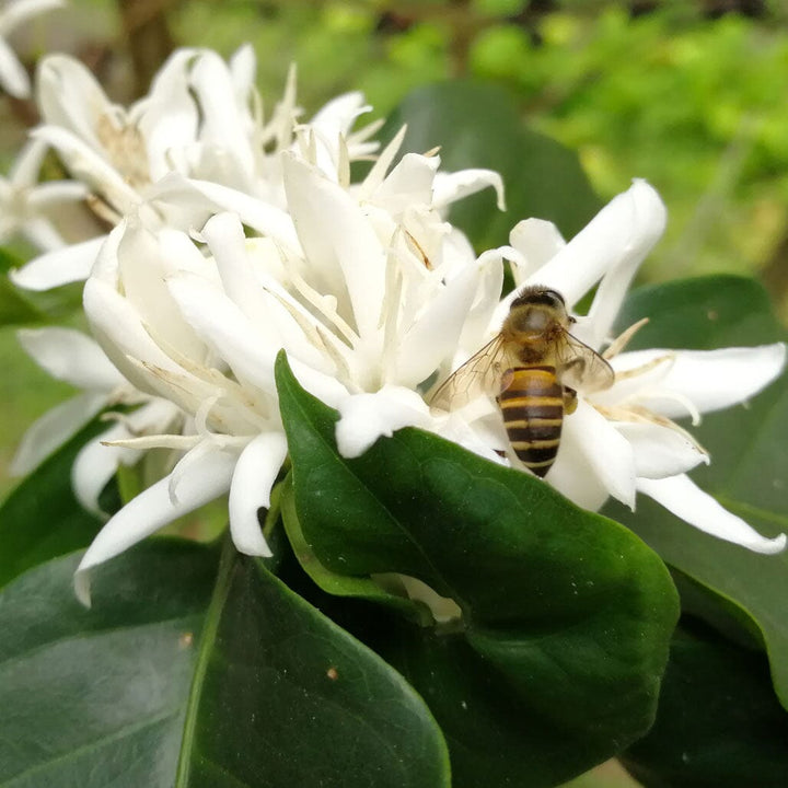 honeybee on coffee blossom