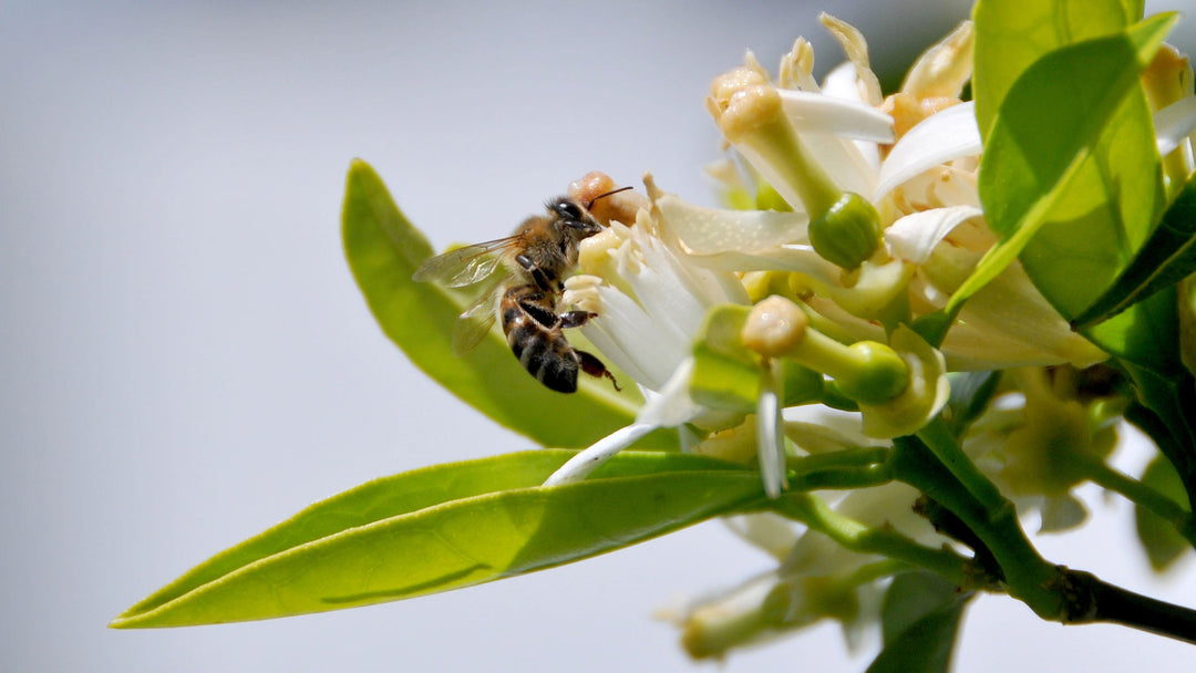 honeybee on orange blossom