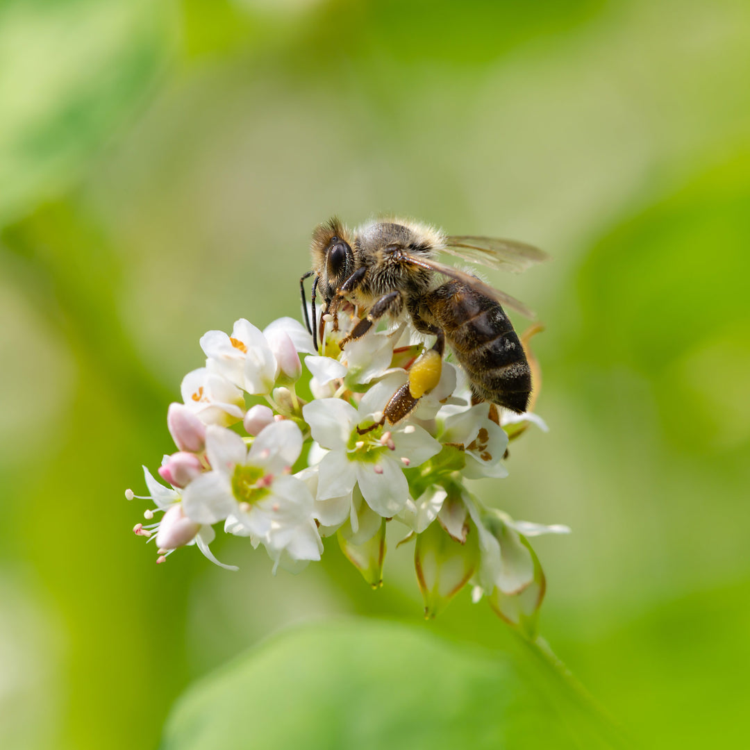 Bee on a white buckwheat flower with a blurred green background