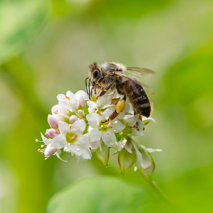 Bee on a white buckwheat flower with a blurred green background