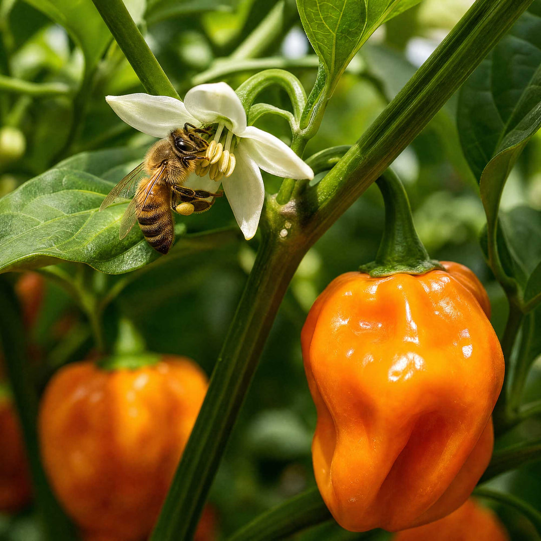 A close-up of a habenero pepper on a green plant, with a white flower and a bee near it. More orange peppers and green leaves are visible in the background.