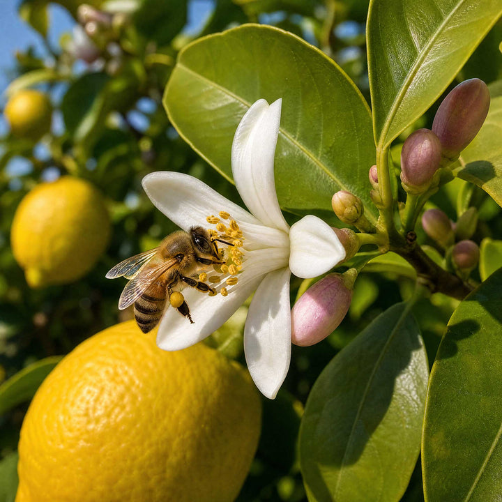bee pollinating lemon blossom on lemon tree close up