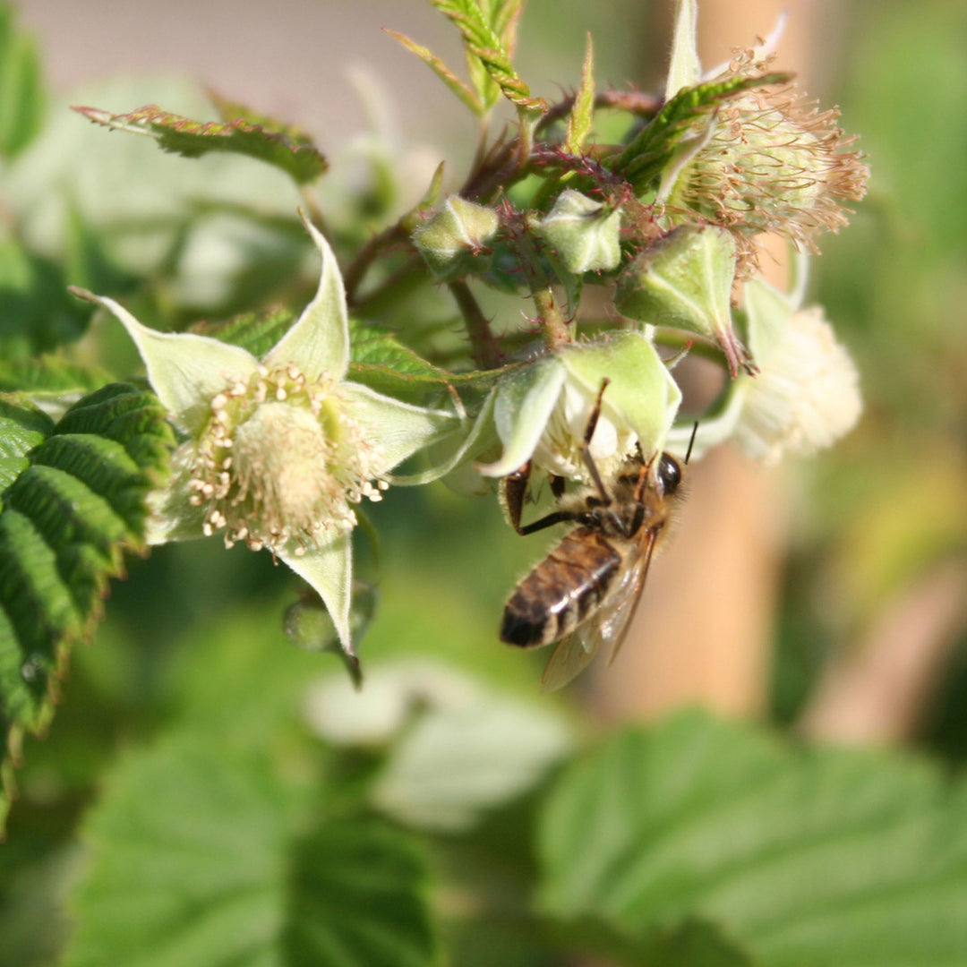 bee pollinating raspberry bush