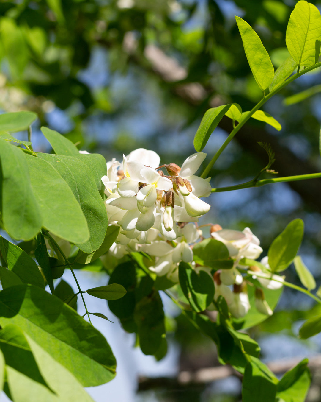 black locust blossom