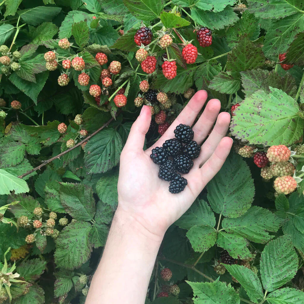 picking blackberries