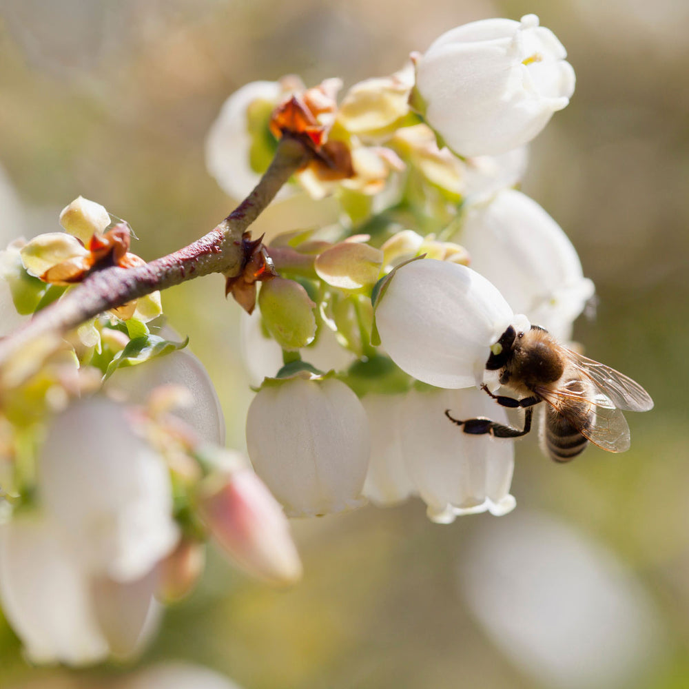 honey bee on blueberry blossom