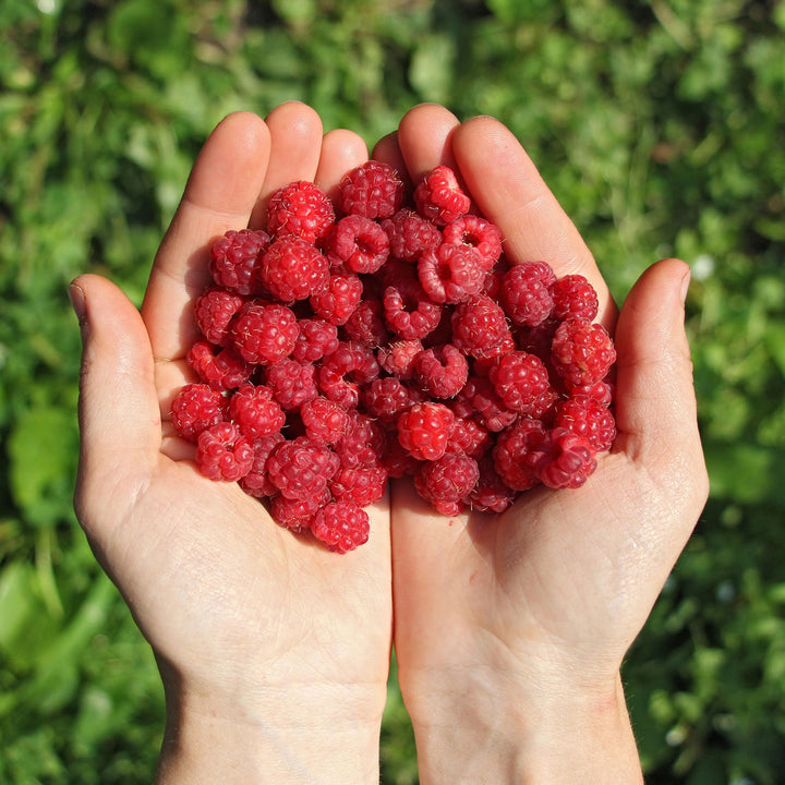 hands holding raspberries