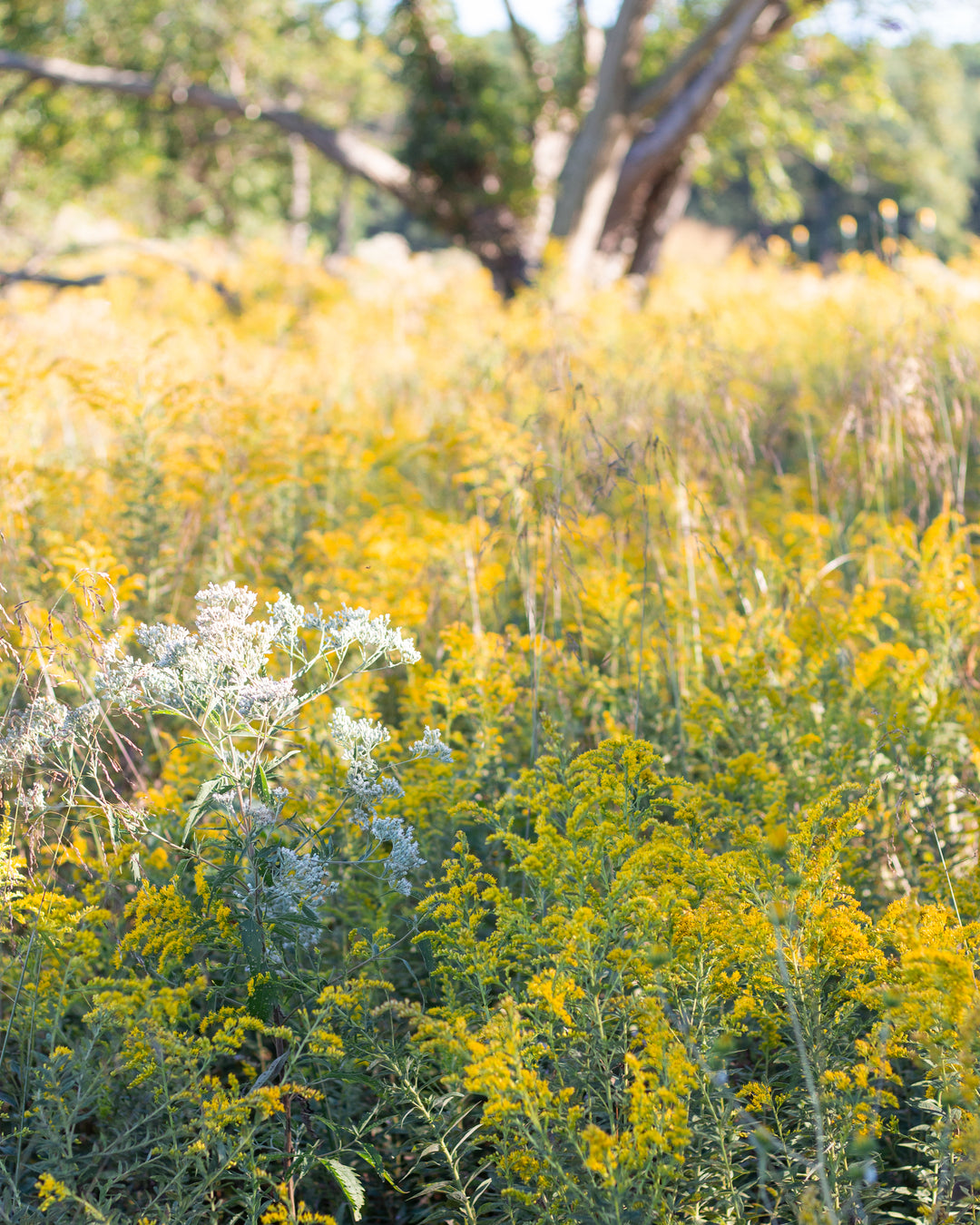 field of goldenrod flowers