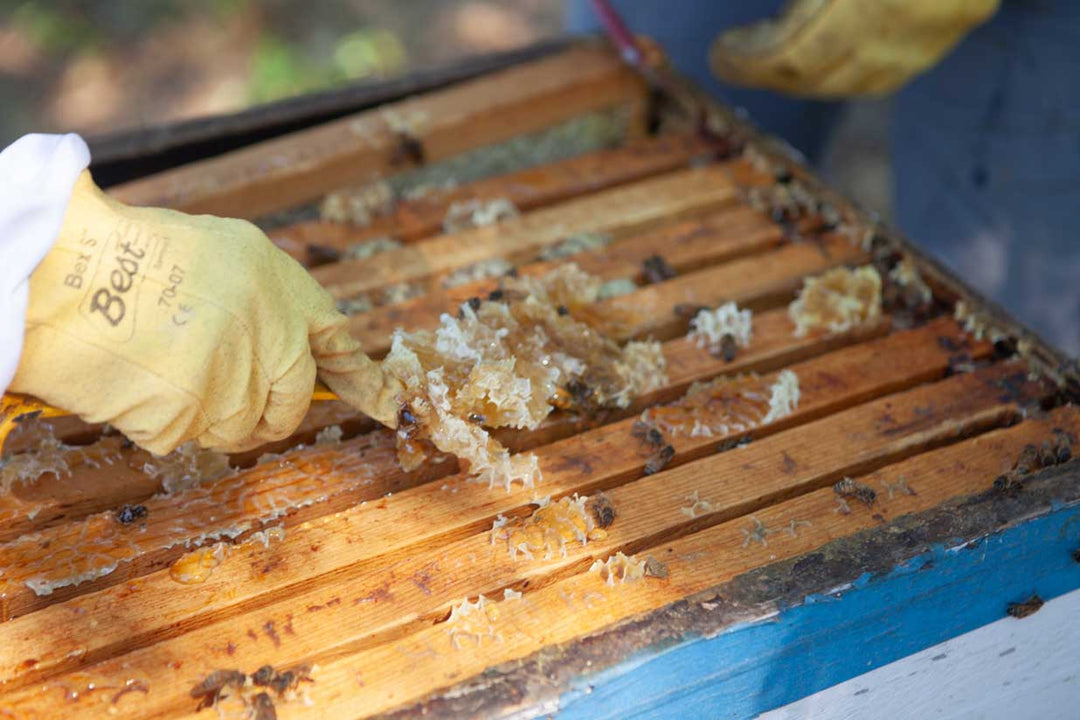 scraping honeycomb off the top of a hive frame