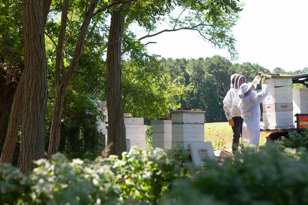 beekeepers working near hive boxes in a field