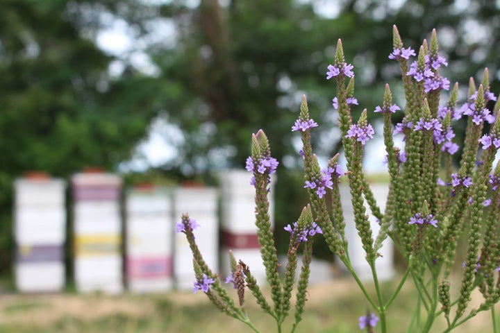 chesterhaven hives behind a plant