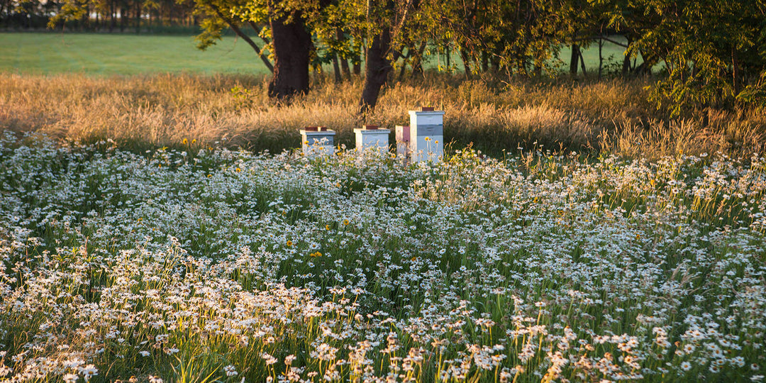 hive boxes in a field of white wildflowers