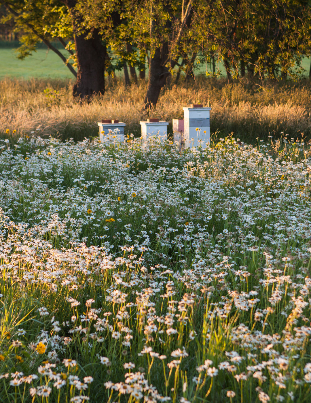 three beehives surrounded by a field of wildflowers