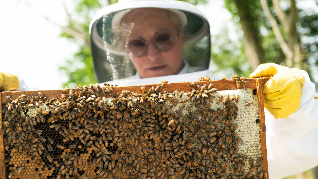 Person wearing a beekeeping suit holding a honeycomb frame with bees.