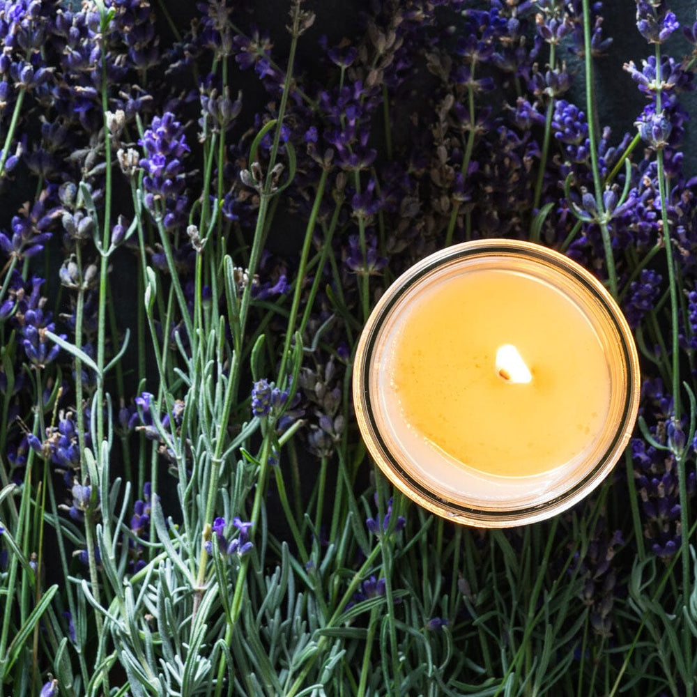 French lavender soy jelly jar candle on fresh cut lavender