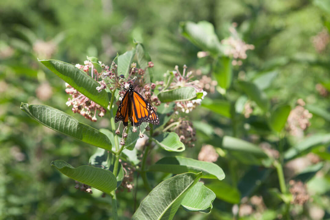 an orange and black butterfly with white spots on a pink flower