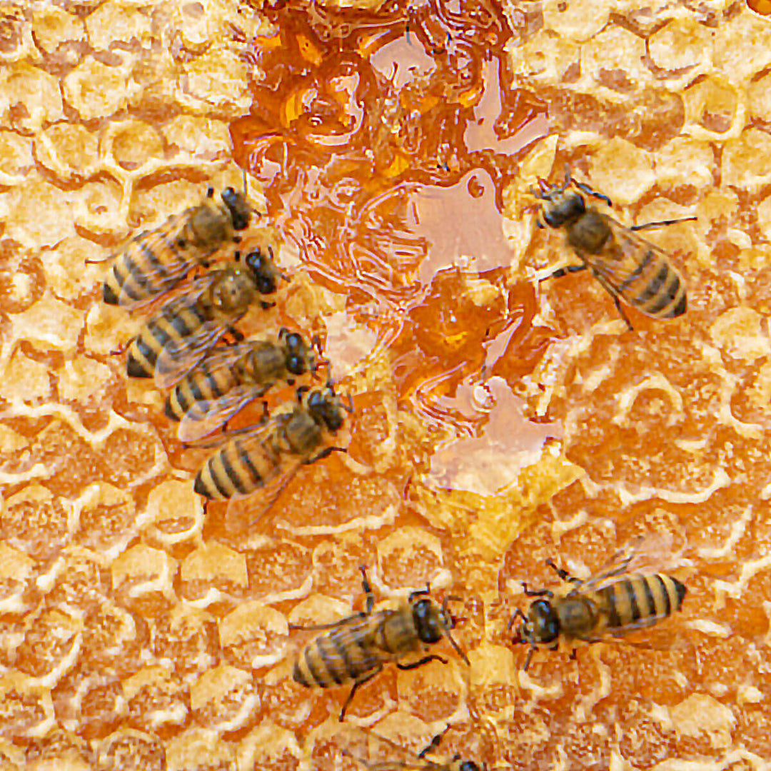 bees on honeycomb full of honey