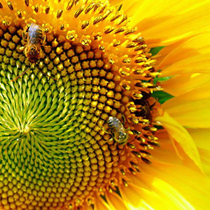 bees pollinating a sunflower