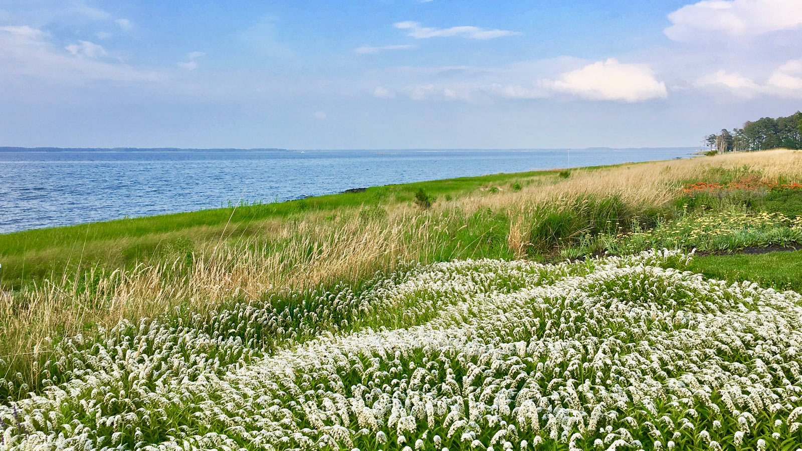 Field of flowers next to shore line 